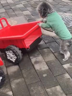 A post by @doogyi0 on TikTok caption: Dismantle your own car and do good deeds to help others#dog #fyp #puppy #pet