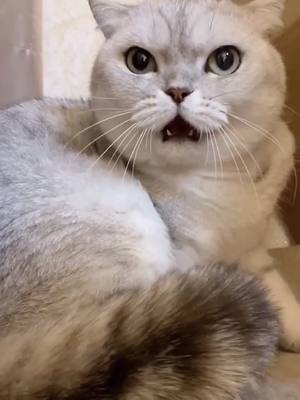 A post by @petloverfunny on TikTok caption: Today he is so angry... what should I do😩😩#cat#kitten