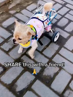 A post by @battylife on TikTok caption: Share this with a friend🙏#disableddog #puppy #pet #doglife #tiktokanimals #foryou #foryourpage