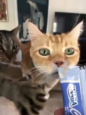 A post by @finforthe.win on TikTok caption: WAPussy Cat #WAP #cats #cat #cardib #finforthewin