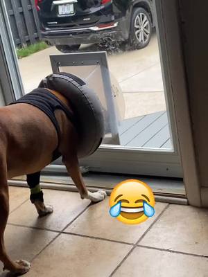 A post by @mares1985 on TikTok caption: Poor Harp...still recovering from surgery & just wants to go thru the dog door 😂😂#RaiseYourGame #MorningCheer #funnyvideos #dog #dogsoftiktok