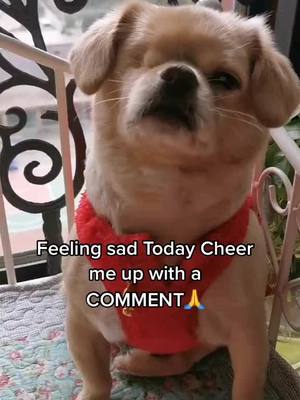 A post by @battylife on TikTok caption: Feeling SAD 😢 #doglover #sad #tiktokdogs #cute #puppy #fyp