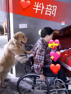 A post by @i_am_trump1 on TikTok caption: Before u go pls put a ♥️for me . Grandma 👵 is alone would u be our friends?#lovedogs #foryourpage #smartdog #PetsOfTikTok