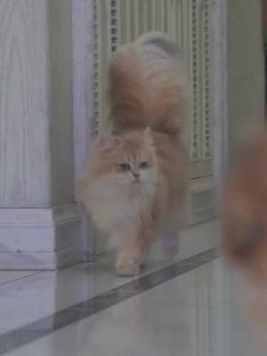 A post by @petstoy on TikTok caption: #cat