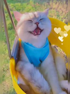 A post by @petplayground on TikTok caption: #foryoupage #foryou #cat #lovely