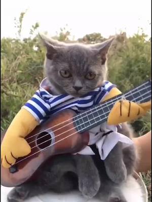 A post by @petfyp on TikTok caption: I'm a guitar 😎😎😎😜😜😜😜#pet #fyp #cat