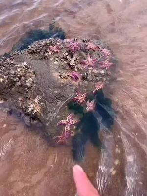 A post by @favorlife on TikTok caption: who like starfish?😘#ShowYourAge #seandoesmagic #sea #didyouknow