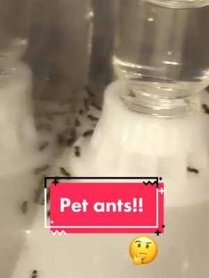 A post by @antsmanitoba on TikTok caption: Ever seen pet ants 🤔, well now you have :D #ants #pets #didyouknow