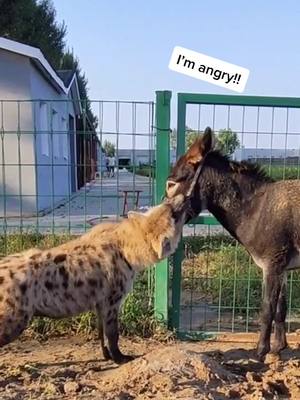 A post by @carteradriana on TikTok caption: What is your patience index? #hyena #donkey #patience #petlife #foryou