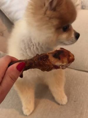 A post by @bentleythepomofficial on TikTok caption: Why did he sit like that? #takeabite #gentlebite #bitethecorner #funnypet #pomeranian