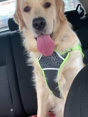 A post by @indygoldenretriever07 on TikTok caption: Car rides are the best 🚗 🐾 #PetsOfTikTok #goldenretrieverlife #goldenretriever #dog #dogincar #fyp