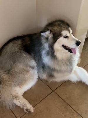 A post by @thor_the_malamute on TikTok caption: #trashdog #BoostYourMood #thor #dog #alaskangiant #alaskanmalamute #lapdog