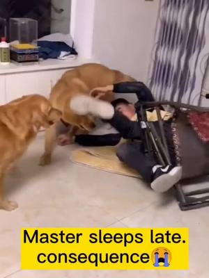 A post by @petsdoudou on TikTok caption: #fyp The master is lazy to sleep.Next second.😭😭#pet#dog#GoldenHair