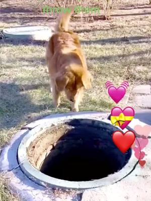 A post by @i_am_trump1 on TikTok caption: #foryourpage #smartdogstraining #dogsoftiktok #dogs #hundevideos #petslover #lovedogs #PetsOfTikTok