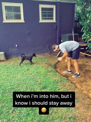 A post by @lil_mutt_lily on TikTok caption: Even yard work is fun with this pup 😍 #BoostYourMood #puppy #rescuepup #play #smile