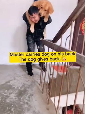 A post by @petsdoudou on TikTok caption: #fyp The master carried the dog home.And a kiss.😘😂#pet#dog#GoldenHair