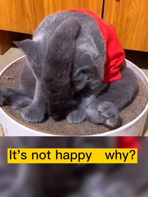 A post by @wrymouthcat on TikTok caption: How can we make it happy when it's unhappy?#cat#WhatsPoppin #ThrowbackSongs