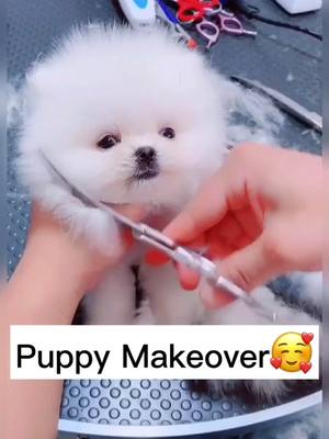 A post by @englandkathy47 on TikTok caption: A new puppy comes, Makeover First!😜❤️#dog #dogsoftiktok #puppy #teacuppuppy #fyp #fy