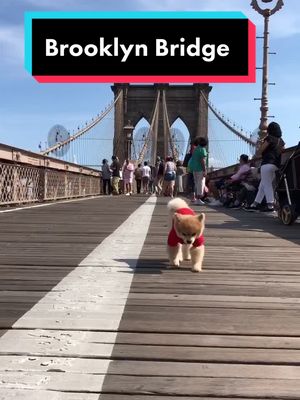 A post by @bentleythepomofficial on TikTok caption: We were not expecting the Brooklyn Bridge 🌉 to be like that #brooklynbridge #ny #nycbucketlist #nyc #pom