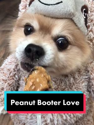 A post by @bentleythepomofficial on TikTok caption: This sloth 🦥 LOVES peanut Booter!#peanutbutter #peanutbutteraddict #sloth #slothsquad #dogsincostumes #slothlover