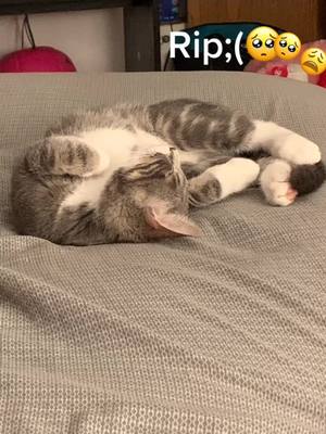 A post by @ on TikTok caption: #fyp #cat 😇😢😭