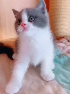 A post by @petloverfunny on TikTok caption: Let’s rock🤗😬#cat #kitty