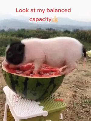 A post by @petsdairy007 on TikTok caption: Do you want to eat watermelon with me?#foryou #dog #dogs #pet #pets #foryoupage #puppy