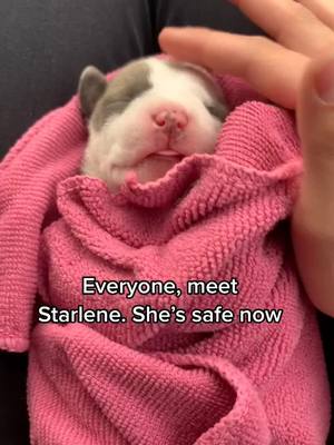 A post by @daysbehindbars on TikTok caption: I am happy to introduce you all to Starlene, a newborn puppy who was surrendered to me. She’s safe now and has a happy future.