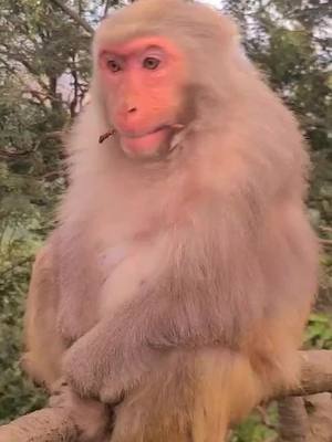 A post by @monkeycoll on TikTok caption: Monkey boy!what are you doing?#monkey