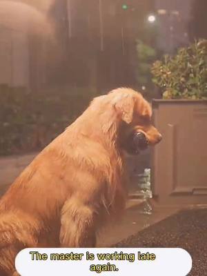 A post by @sodogsl on TikTok caption: Have you ever missed someone in particular?#foryou #puppy #Love #family #dog #rain #fyp #pet #petlover