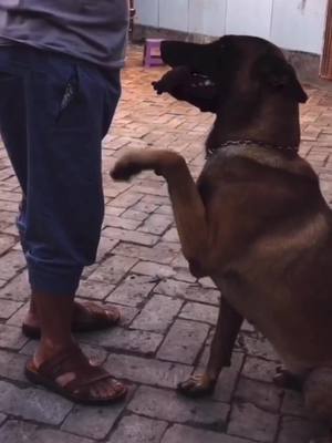 A post by @kirotuiok on TikTok caption: This is love #dogs #dogsvideo #dogsoftiktok #fyp