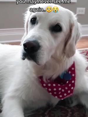 A post by @abby_thegolden_doggo on TikTok caption: Who gave my nose a boop🐾🐕 Go follow @doggieehypehousee 🥰 Can my nose get lwots of Leikes #foryou #boop #goviral #retriver #doggo #fyp #abby