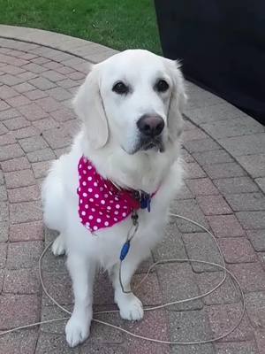 A post by @abby_thegolden_doggo on TikTok caption: Who smiled🐶🥰💗 #foryou #fyp #smile #goviral #doggo #retriver #abby #foryoupage