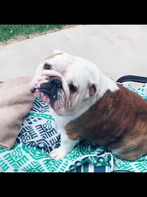 A post by @mikjohnson82517 on TikTok caption: Buckley the bulldog #englishbulldog #bulldog #buldloglife #livingmybestlife