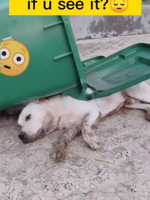 A post by @arrielka1 on TikTok caption: 💔💔😔😔🙏🙏#dogs #petlover #dogsoftiktok #fyp #foryoupage