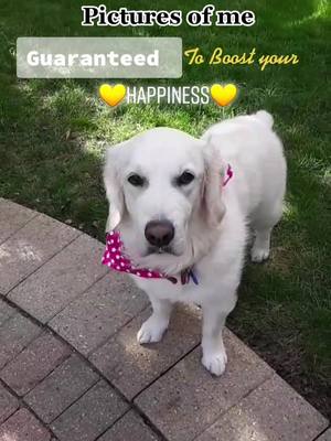 A post by @abby_thegolden_doggo on TikTok caption: I hope my pictures made you happier🤩💛 #foryou #happy #fyp #cute #abby #retriver #doggo #foryoupage #goviral #pictures