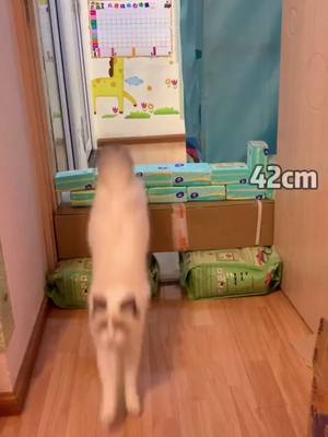 A post by @sugarrpets on TikTok caption: Best cat high jump ever!! #fyp #foryou #pet #cat #animalfriends #boostyourmood #highjump #highjumpchallenge