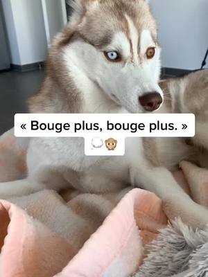 A post by @inna_husky on TikTok caption: L’art de jouer l’innocence #husky #puppy #puppyhusky #dog #huskysiberian