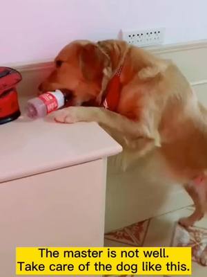 A post by @petsdoudou on TikTok caption: #fyp Dogs take care of their owners.carry💊Get the water again.I just can't talk.#Dog#pet#GoldenHair