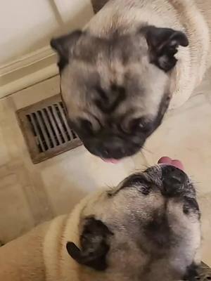 A post by @ali_just_jiggin on TikTok caption: let me pee in peace demons! #pug   #fyp #privacy  #funny  #rude