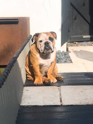 A post by @chesterthebulldog on TikTok caption: Sun seeker ☀️ 🐾 #soakupthesun #englishbulldogpuppy #englishbulldogsoftiktok #puppiesoftiktok #dogsoftiktok #englishbulldog #puppy #puppylife #fyp