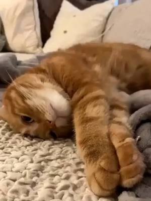 A post by @imcutekittly on TikTok caption: #pet #catperson #petlover