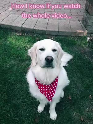 A post by @abby_thegolden_doggo on TikTok caption: Let's see who stayed..🤫🐕 #foryou #fyp #doggie #abby #retriver #goviral #cute