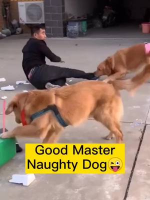 A post by @petsdoudou on TikTok caption: #fyp Good Master.Meet the most naughty dog.😜#pet#dog#GoldenHair