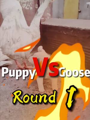 A post by @imok596 on TikTok caption: Puppy vs Goose#HelloFall #puppydog #dogsoftiktok