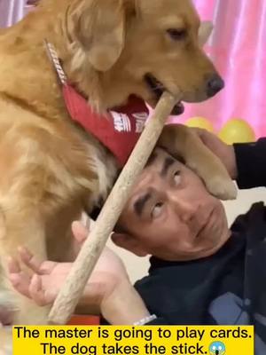 A post by @petsdoudou on TikTok caption: #fyp The dog listens to the master to play cards.To guard the door with a stick.#pet#dog#GoldenHair#Funny