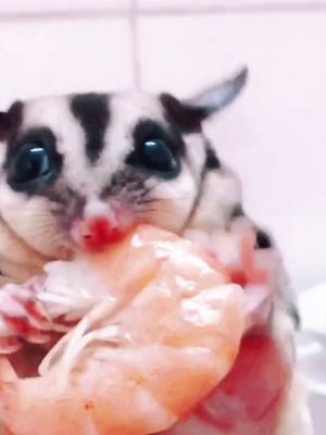 A post by @cutepets238 on TikTok caption: Their favorite food #sugarglider #shrimp #cutepets238 #fyp