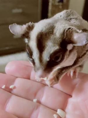 A post by @dr.mcsteamy on TikTok caption: Chillin’ with the Sugar Glider  #petthings #pumpkinseason #sugarglider #sugar #FeelingGood #worldpeace #spooky #pets