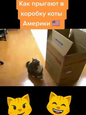 A post by @moon.cit on TikTok caption: #cat #mooncit