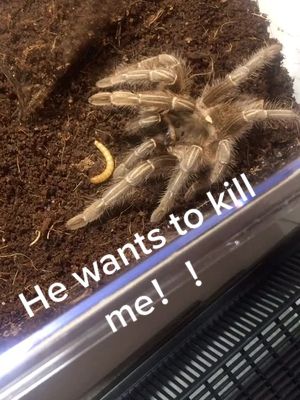 A post by @az_insect_collector on TikTok caption: i m just trying to feed u！chill！#arizona #fypシ #tarantula #foryou #fyp #spider